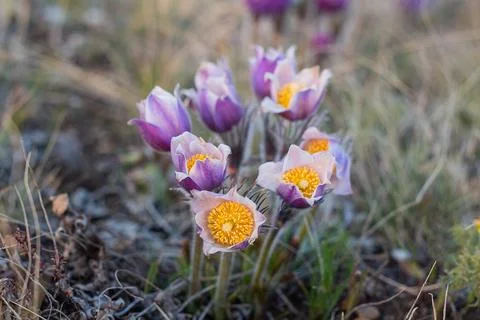 Pulsatilla easter flower on the meadow Stock Photos