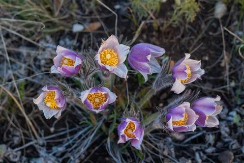 Pulsatilla easter flower on the meadow Stock Photos