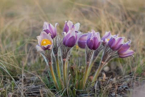 Pulsatilla easter flower on the meadow Stock Photos