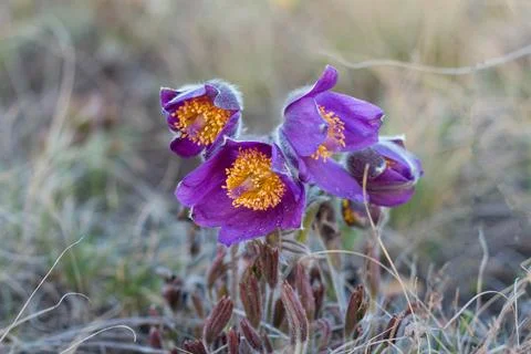 Pulsatilla easter flower on the meadow Stock Photos