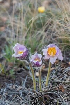 Pulsatilla easter flower on the meadow Stock Photos