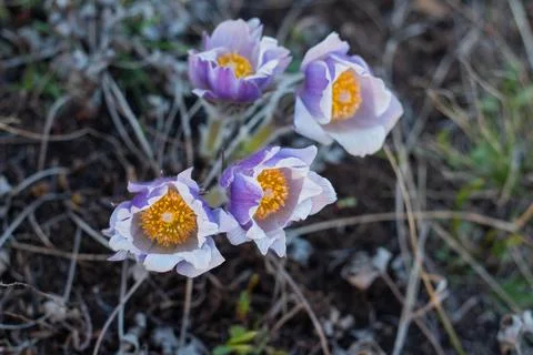 Pulsatilla easter flower on the meadow Stock Photos