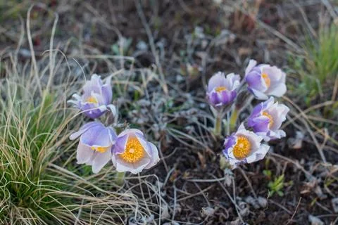 Pulsatilla easter flower on the meadow Stock Photos