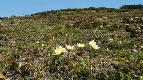 Pulsatilla Vídeos de archivo 131819856