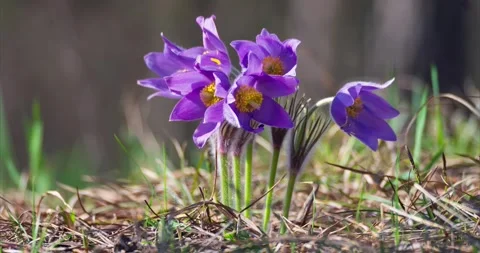 Pulsatilla patens blooming in spring forest Stock Footage 304089792