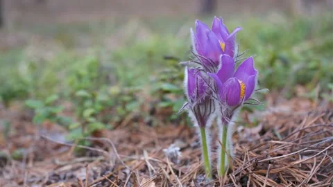 Pulsatilla patens close-up in the forest in spring. Stock Footage 182114543
