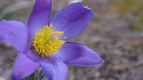 Pulsatilla patens close-up in the forest in spring. Stock-Footage 182116714