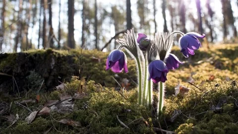 Pulsatilla Patens Stock Footage 208130220
