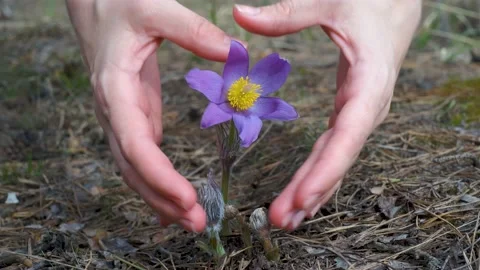 Pulsatilla patens grows in the forest in spring. Heart made of palms around a pl Stock-Footage 182118481