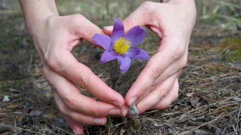 Pulsatilla patens grows in the forest in spring. Heart made of palms around a pl Stock Footage 182119847