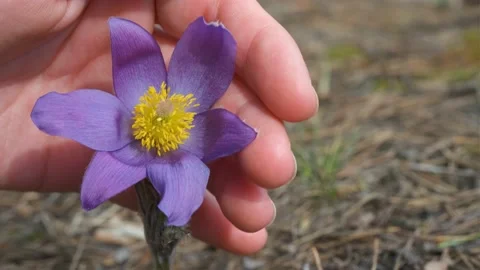 Pulsatilla patens grows in the forest in spring. Heart made of palms around a pl Stock-Footage 182121798