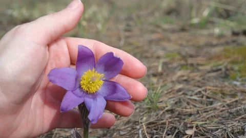 Pulsatilla patens grows in the forest in spring. Heart made of palms around a pl Stock-Footage 182123179