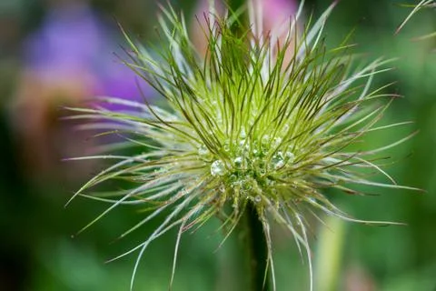 Pulsatilla Stock Photos