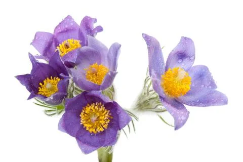 Pulsatilla pratensis Stock Photos
