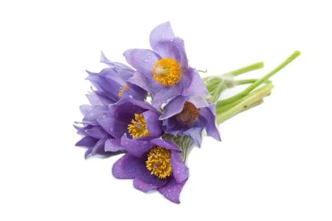 Pulsatilla pratensis Stock Photos