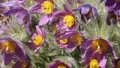 Pulsatilla rubra 7484 HD Footage