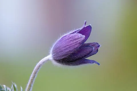 Pulsatilla sp focus stack. Stock Photos