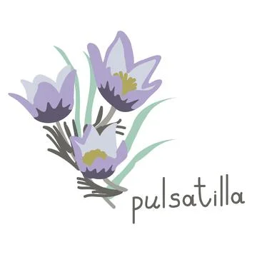 Pulsatilla vector illustration Stock Illustration