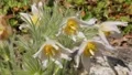 Pulsatilla vernalis 7483 HD Footage