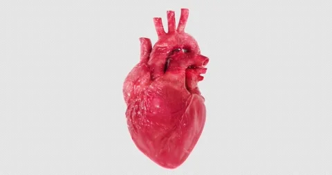 Pulsating anatomical heart animation seamlessly loopable. 3D rendering isol.. Stock Footage 334882740