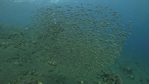 A pulsating ball-shaped school of striped eel catfish (Plotosus lineatus). .. Stock Footage 320408564
