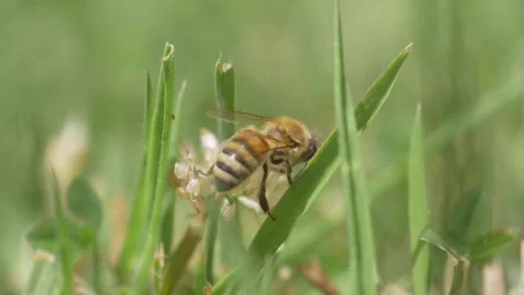 Pulsating bee tail in slow motion Stock Footage 141752092