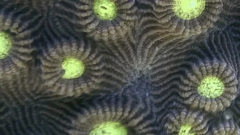 Pulsating Patterns of a Vibrant Brain Coral at Dawn Stock Footage 337495610