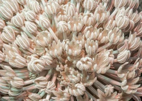 Pulsating soft coral Stock Photos