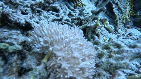 Pulsating Soft Coral in Ras Mohammed Red Sea 库存影片 332047063
