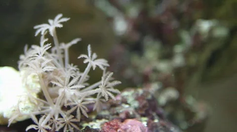 Pulsating Xenia Stock Footage 617480