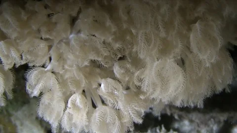Pulsating xenid in Red sea Stock Footage 78713925