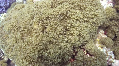 Pulse Soft Coral Video stock 61539770