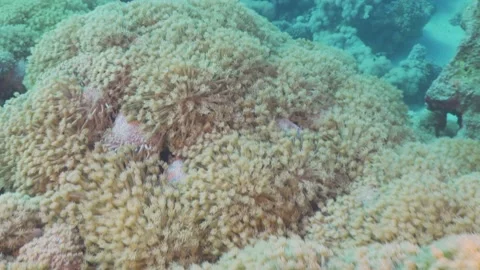 Pulse Soft Coral Stock Footage 162352653