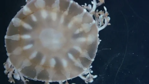 Pulsing Jellyfish Video stock 74861981
