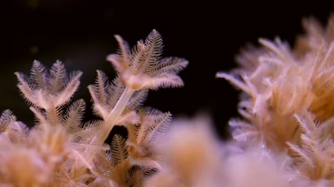 Pulsing Red Sea Xenia corals. Soft coral (Xenia Elongata), Waving Hand corals Stock Footage 133084553