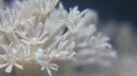 Pulsing Xenia Close Macro 库存影片 12150888