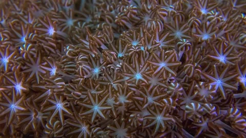 Pulsing xenia soft coral polyps expanding and contracting on vibrant coral reef Stock Footage 340322076