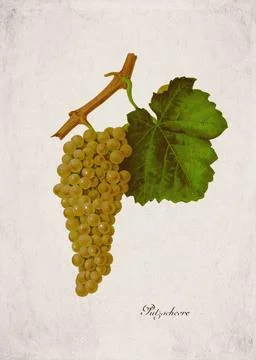Pulzscheere Classic White Wine Grape Variety, Botanical Illustration Stock Illustration