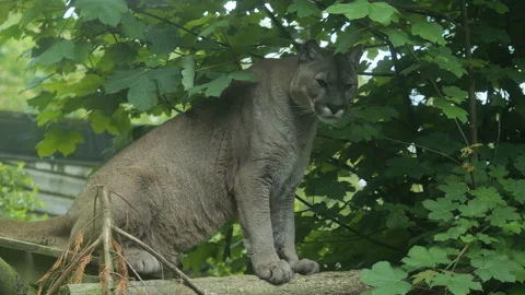 Puma 2 Stock Footage 197121557