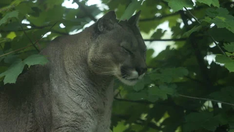 Puma 3 Stock Footage 197123546