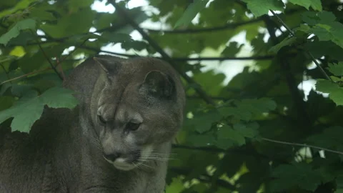 Puma 4 Stock Footage 197124129