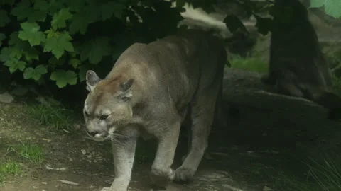 Puma 5 Stock Footage 197123893