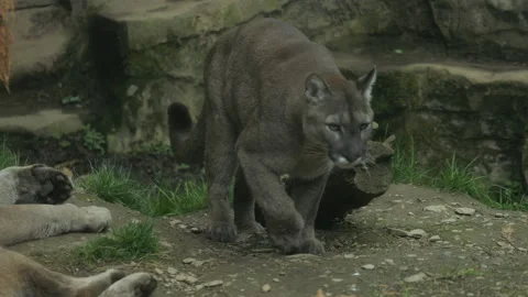Puma 6 Stock Footage 197124968