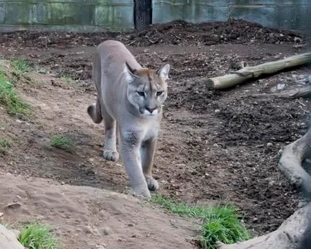 Puma in captivity Stock Photos