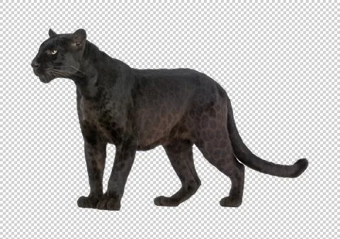 Puma cat on a transparent background. Stock Photos