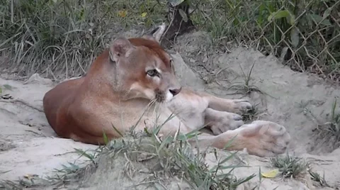 Puma Cleaning Stock Footage 43385825
