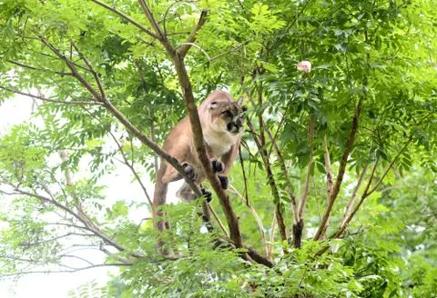 Puma climbing on tree Фото