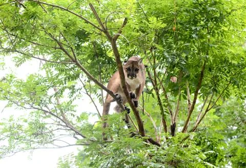 Puma climbing on tree Foto stock