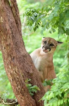 Puma climbing on tree Foto stock