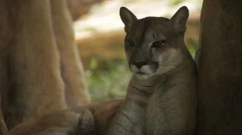 PUMA CLOSE UP Stock Footage 28103700